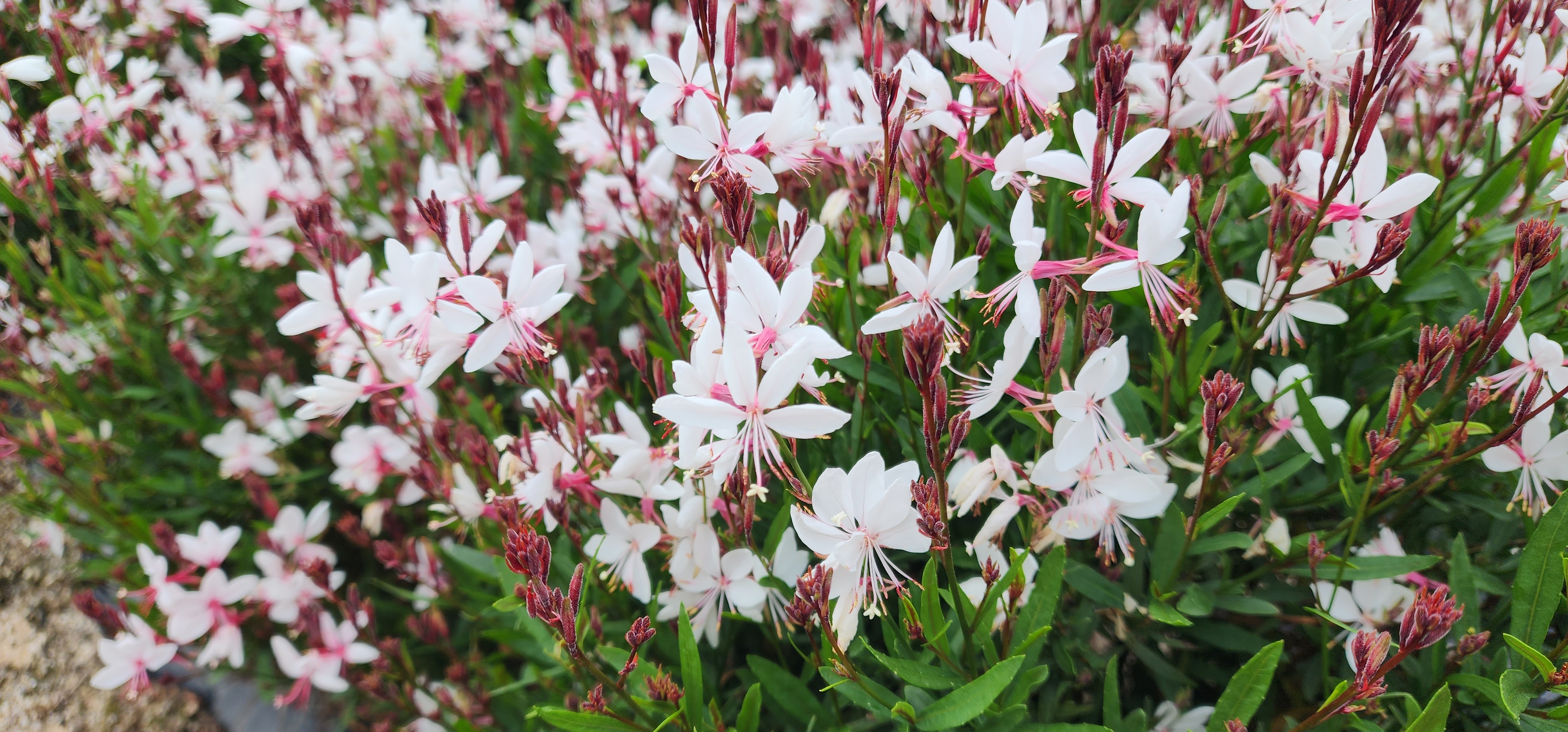 Gaura lindheimeri ‘Baby White’